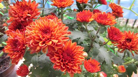 chrysanthemum youtube